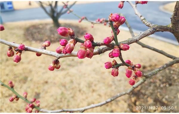 辰山植物园3500平方米梅园 满树春意蓄势待发