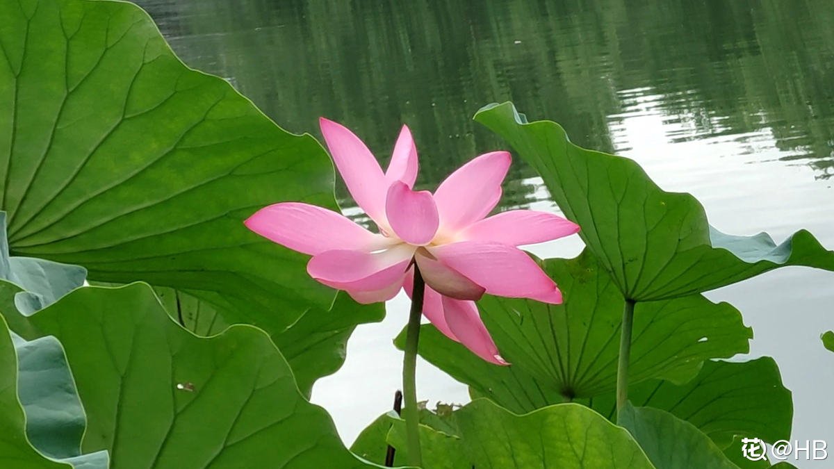 芙蓉花|这3种“芙蓉”花，你见过几种？夏去秋来都在开，美丽和诗情并存