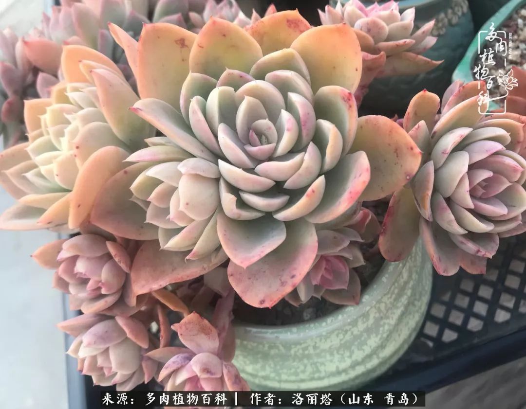 我和我的“多肉恋人”，怎么样有没有惊艳到你！