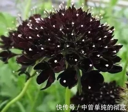 夜皇后|盘点：20种世界上最黑的花，黑的美，黑的妙，黑的呱呱叫
