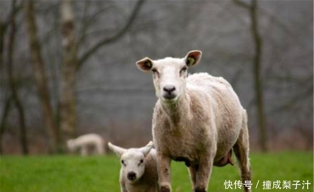 十羊九不全,一全坐殿堂究竟是什么意思呢?