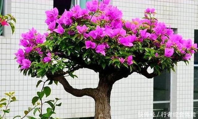 北方室内养三角梅不开花怎么办用上1勺子它,花叶轻松爆满盆!