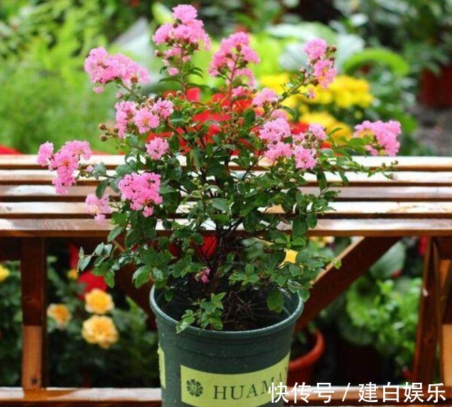 阳台|两种较为少见的植物花卉,夏季的宠儿,家中养些,花开爆满阳台!