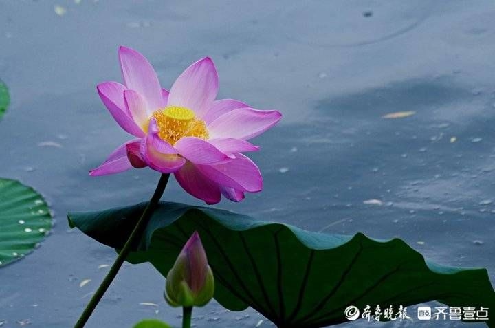 花开别样红！荷花已入盛花期，壹粉带你到山东各地去瞧瞧|情报站| 荷花