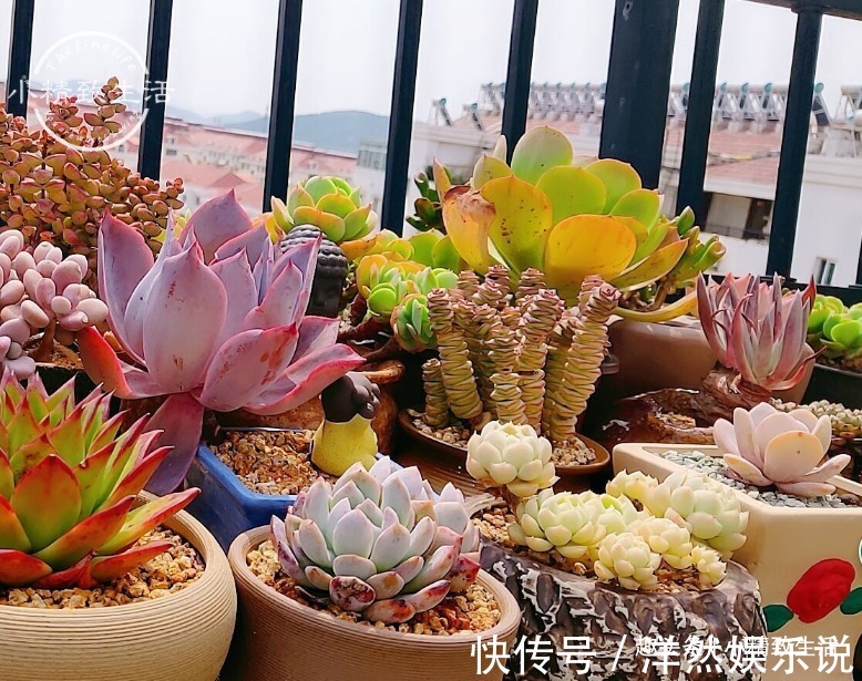 园土|养多肉,新手觉得难,原来是好心办坏事,犯了5个误区