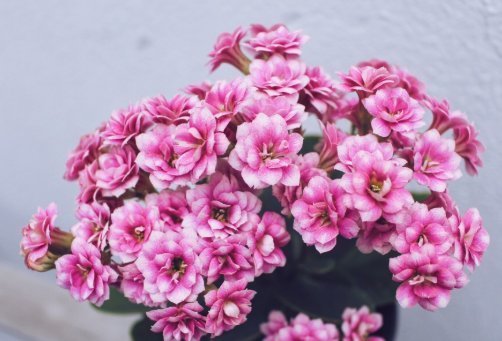 才能|这4种花“欠修理”,要经常来几刀,才能枝繁叶茂,花开不断