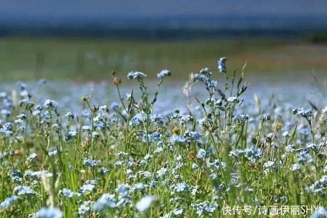 5月伊犁的草原山花烂漫，天山红花无疑是其中最靓丽的一道风景