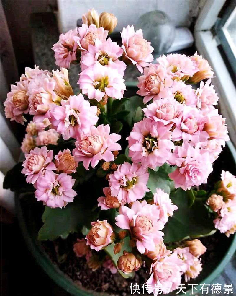 绿萝|一场秋雨一场寒，秋雨后适合扦插6种花，爱生根，爱生长
