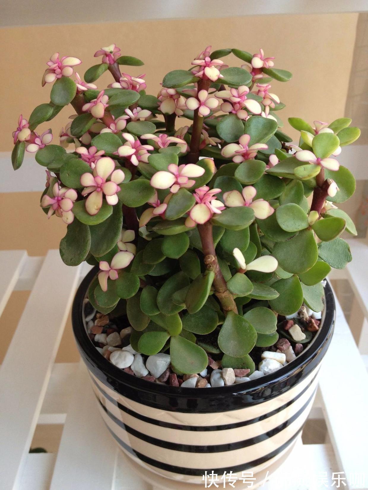 金枝玉叶总是养不活，那是你方法不对，这6种方法一定要学会