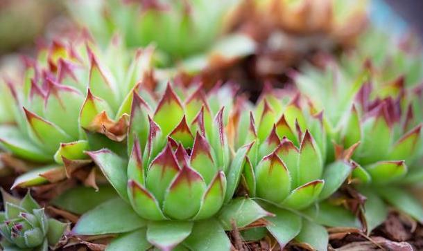用生命开花的3种多肉植物,开完就死,你家有的话要小心
