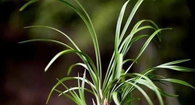 养好兰花的口诀,书本上学不到的经验,喜欢就收藏吧