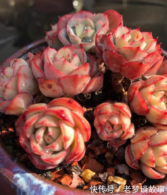 不要嫌弃奶油黄桃状态不好，接下来把5点做好，爆盆，上色不用愁