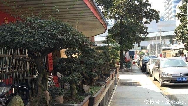 家有一老,就爱种草!