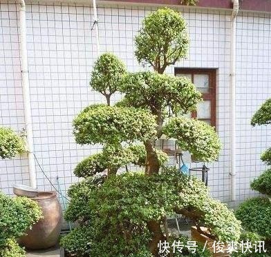 马齿苋树|养金枝玉叶,一个小技巧,盆栽变成漂亮盆景,叶绿枝多姿态优美