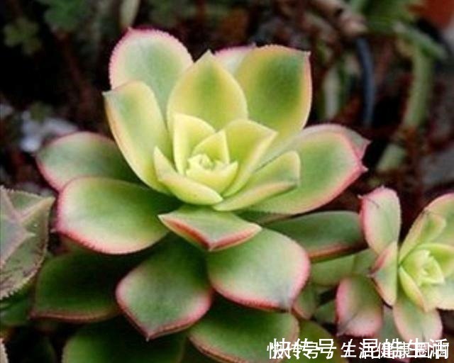 材料|养多肉,土壤中就得加点儿这种“材料”,长势才会喜人!