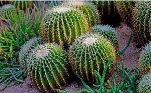 仙人球|5月逛花市，这些花别错过，号称“开花机器”，皮实好养耐晒耐热