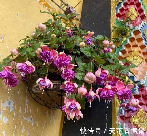 倒挂金钟|这种花，天热难活，赶紧扦插，年年都会有花开