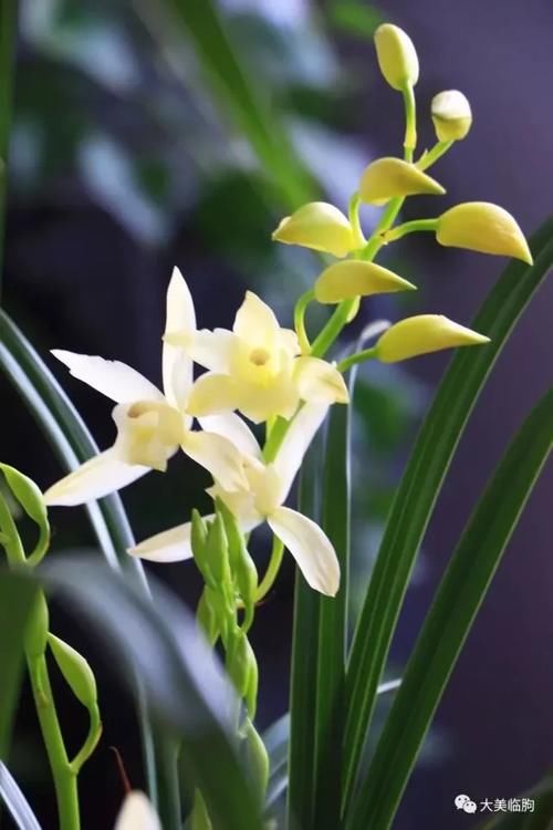 看看小编的兰花