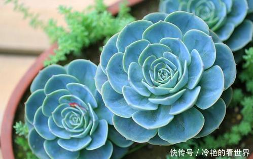 观赏价值|推荐6款多肉植物，皮实又好养，是家庭盆栽佳品，适合新手！