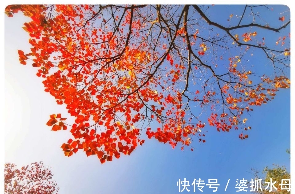 诗人&经霜乌桕红,心事托飞鸿