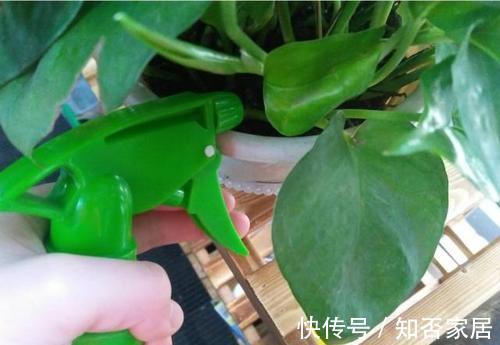 二氧化碳|啤酒养花好处多，方法很重要，用错了方法营养液变毒药
