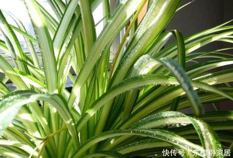 4种花便宜又好养,10元2盆,家里变花海,花色漂亮