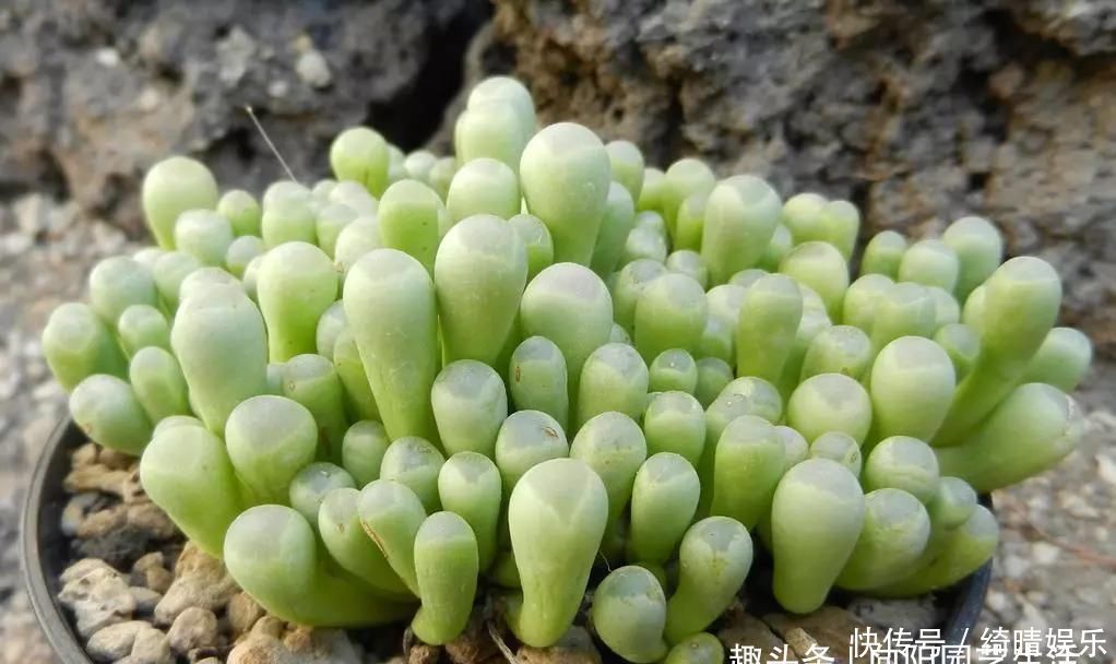 多肉养的胖嘟嘟，关键在浇水上，学学浇水小技巧，多肉长爆盆