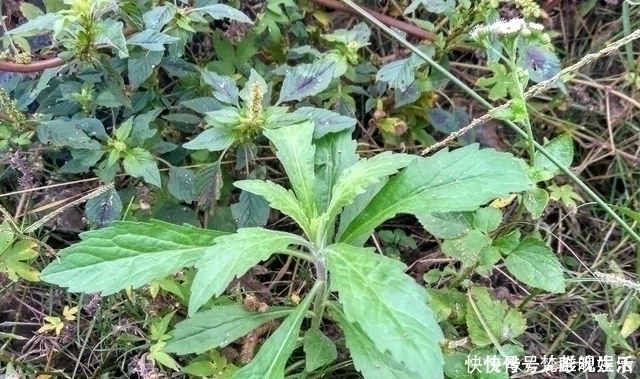 讨厌|农村一种野草,农民很讨厌,却是极品中草药,止血效果非常好