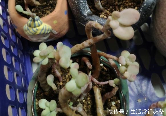 桃蛋度夏不当，可能只剩下光杆，夏季几点不能忽略哦！