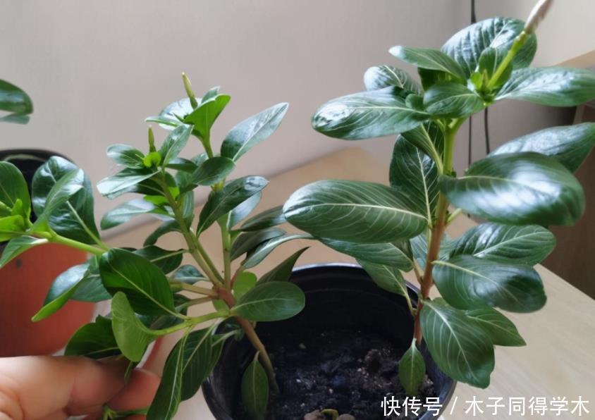 花卉|夏天养花,该忌惮的地方真多,日常打理就有3处