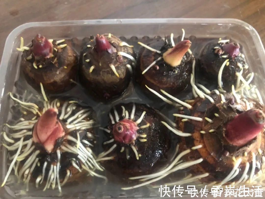 叶子|人参萝卜开花了,我种的花,都是这么奇奇怪怪