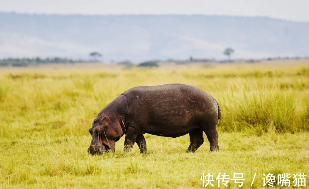 |自然界的“笑话”:每年有成千上万的鱼群,被河马粪便活活憋死?