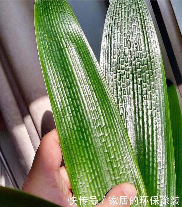 养君子兰,把这几样东西丢盆里,花朵、新芽不停冒,叶子油亮亮