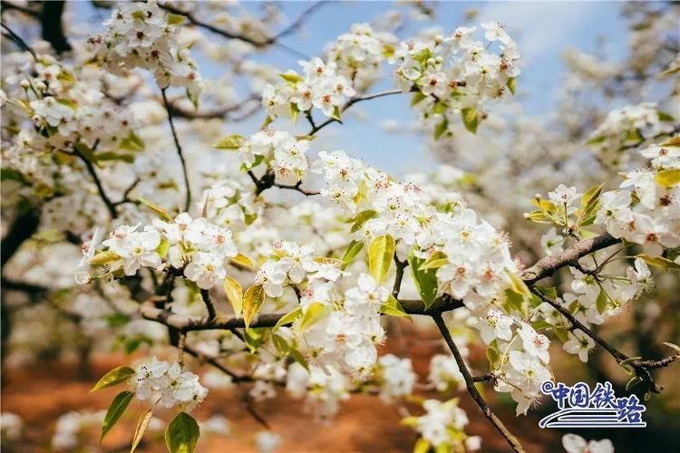 中国四大油菜花观景地图片