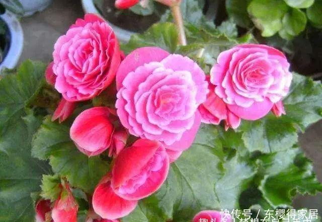 杜鹃花|3种花再喜欢,也别轻易买,虽然很漂亮,但能“养活”的人不多