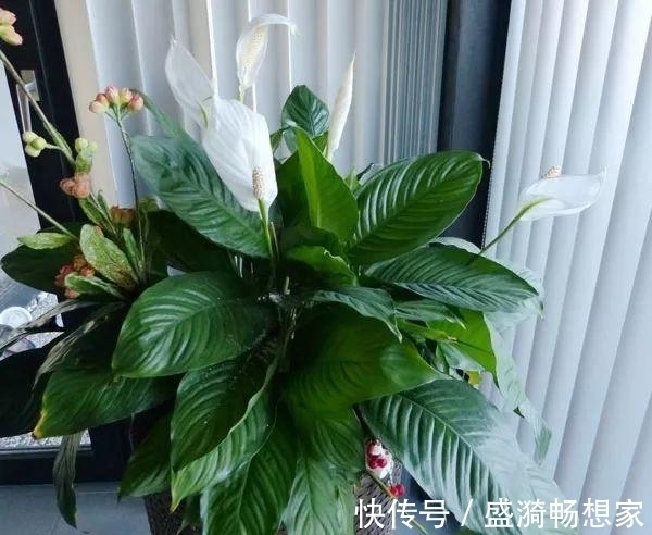 叶片|5种“漂亮花”,从来不生虫,家里干净卫生,花开不断,真省心