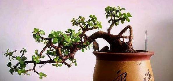 金枝玉叶这样养，枝干粗壮叶片肥，一根小枝条，一年变“老桩”