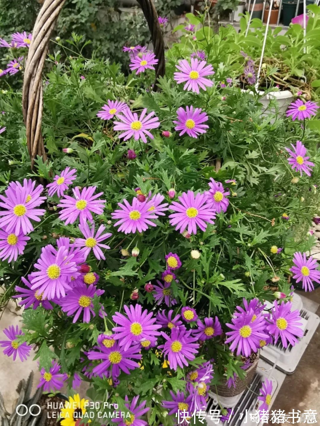 超好养的18种植物,第一名竟然是它!绿萝只能排倒数