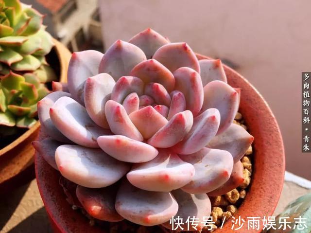 秋姑娘|秋天来了,你的多肉们做好季节交替的准备了吗