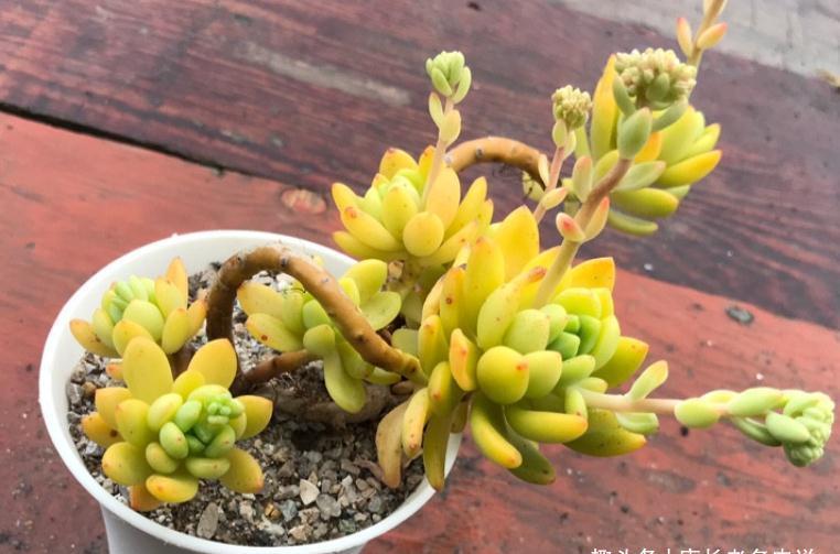 给多肉春萌老桩换盆?稍有点迟,但也可以进行,因为后面有小阳春