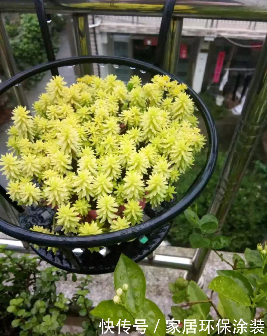 招财进宝|家里养盆它,财源滚滚来,让你新年越来越有钱!