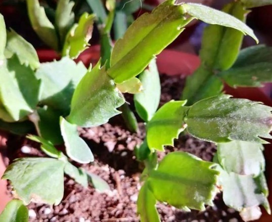 叶子|蟹爪兰叶子“打焉”,用这个“小方法”,叶片肥厚,长势更旺!