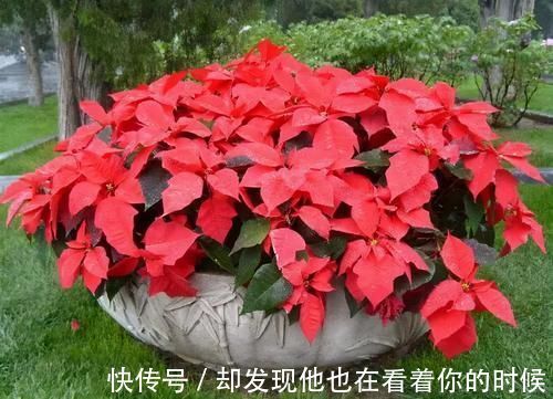 汁液|这3种花卉终将被淘汰,好看是次要的,关键是有毒