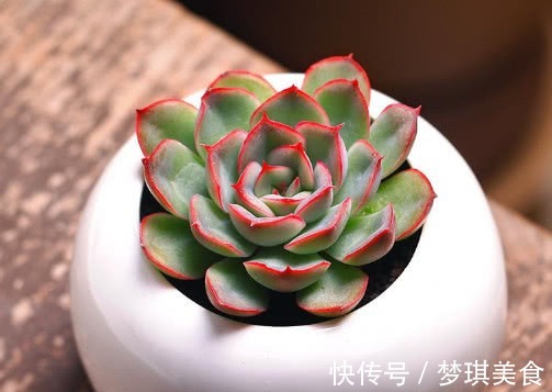 浇水|多肉猎户座怎么养更艳丽教你3个小妙招,养出最美的猎户座