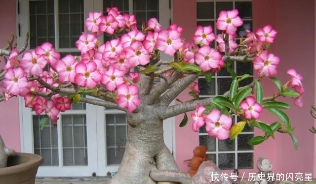 盆栽|此花俗称“最美盆栽花卉”, 再贵也要种2棵, 一年开6次, 沾土就活!