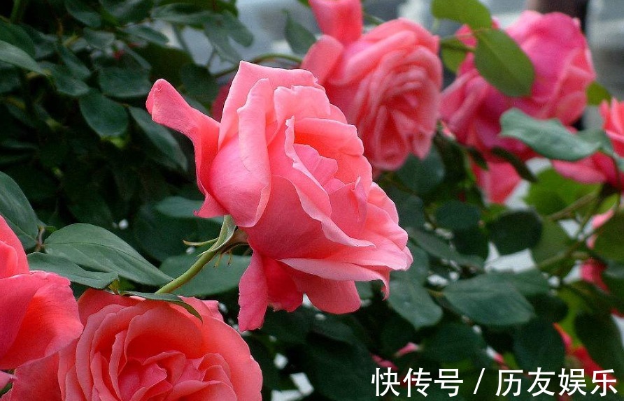 月季花,养护不难,但也需要掌握细节,真正掌握后,开花爆盆!