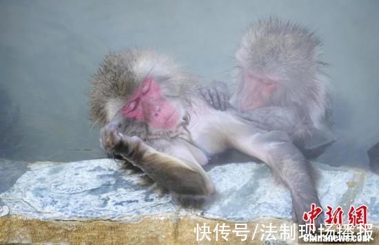 北海道|日本北海道猴子集体沐浴温泉表情惬意