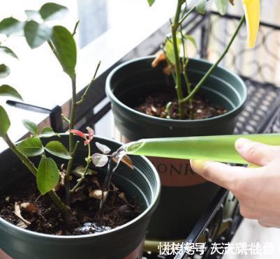 冬季给花浇水,4种“夺命水”不要浇,室内易伤根,养一盆死一盆