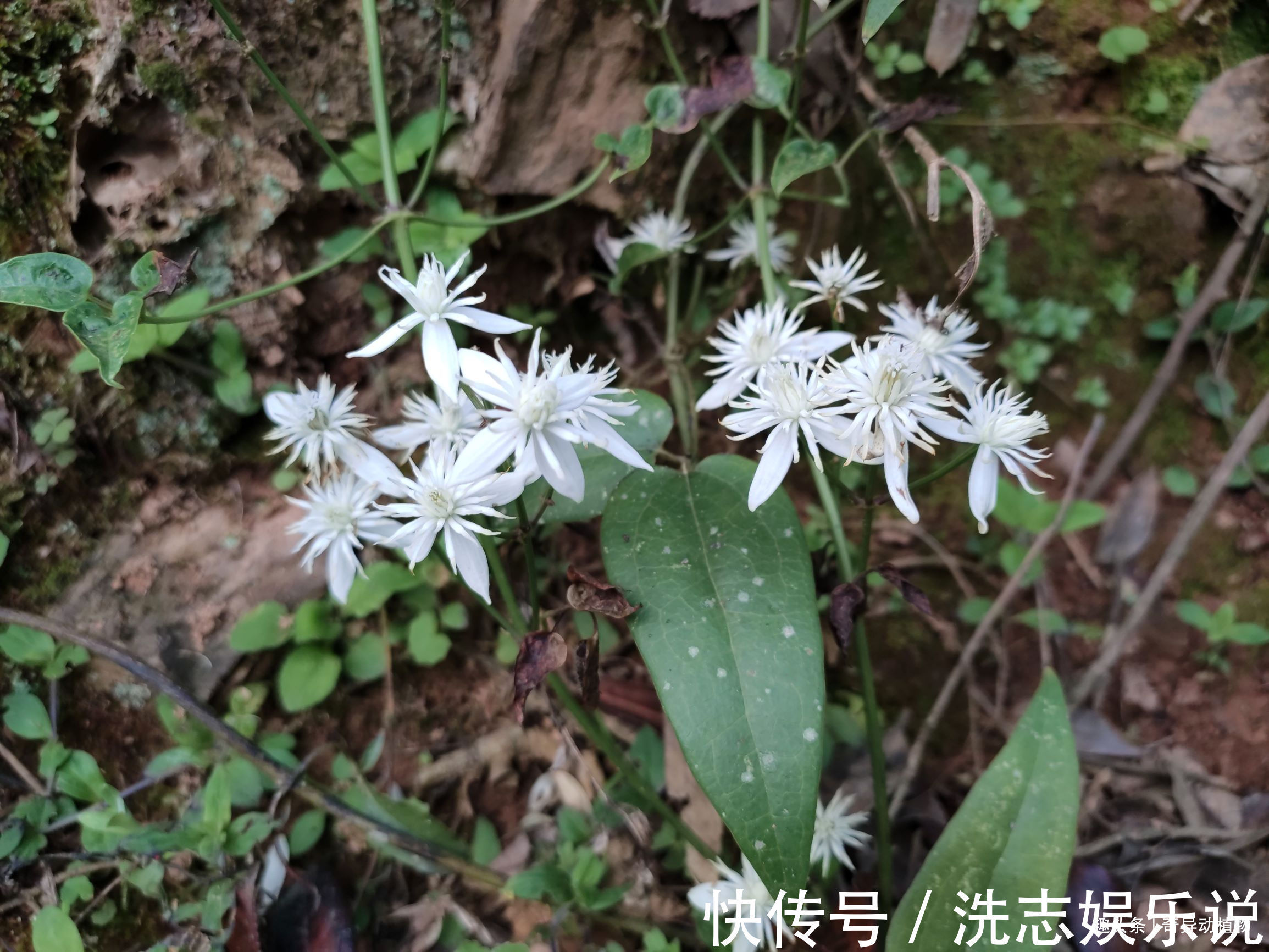 大夫|很多人看它只是漂亮的野花，而在中医眼里可是治病良药