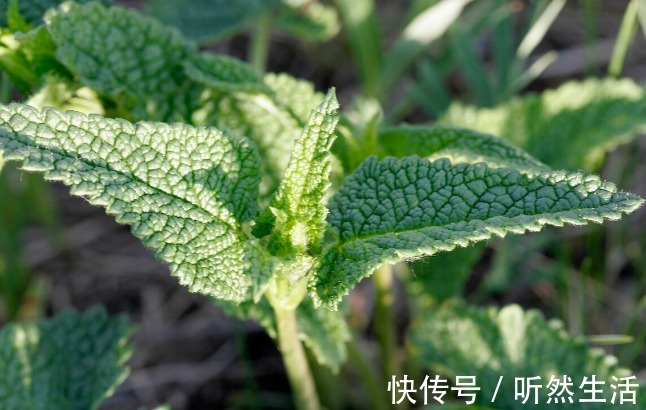 鱼腥草|66种野菜大图片，带你见识不同的野菜和吃法，你想要的野菜这里有